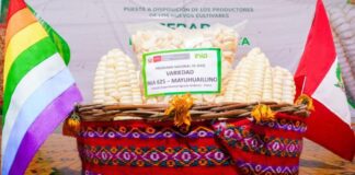 Lanzan supervariedades de maíz y cebada que elevarán la productividad agrícola hasta en 60% Lanzan supervariedades de maíz y cebada que elevarán la productividad agrícola hasta en 60%