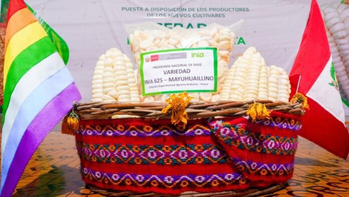 Lanzan supervariedades de maíz y cebada que elevarán la productividad agrícola hasta en 60%