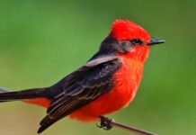 Perú participará en el Global Big Day 2026 con más de 1,400 especies de aves registradas Perú participará en el Global Big Day 2026 con más de 1,400 especies de aves registradas