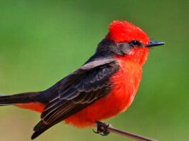 Perú participará en el Global Big Day 2026 con más de 1,400 especies de aves registradas Perú participará en el Global Big Day 2026 con más de 1,400 especies de aves registradas
