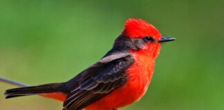 Perú participará en el Global Big Day 2026 con más de 1,400 especies de aves registradas Perú participará en el Global Big Day 2026 con más de 1,400 especies de aves registradas