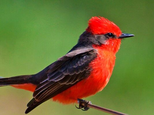 Perú participará en el Global Big Day 2026 con más de 1,400 especies de aves registradas Perú participará en el Global Big Day 2026 con más de 1,400 especies de aves registradas