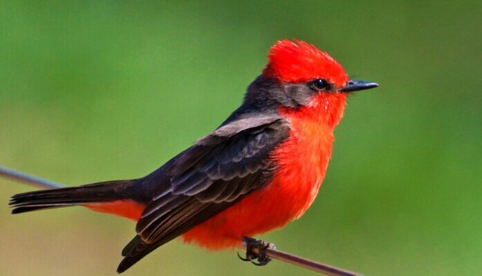 Perú participará en el Global Big Day 2026 con más de 1,400 especies de aves registradas