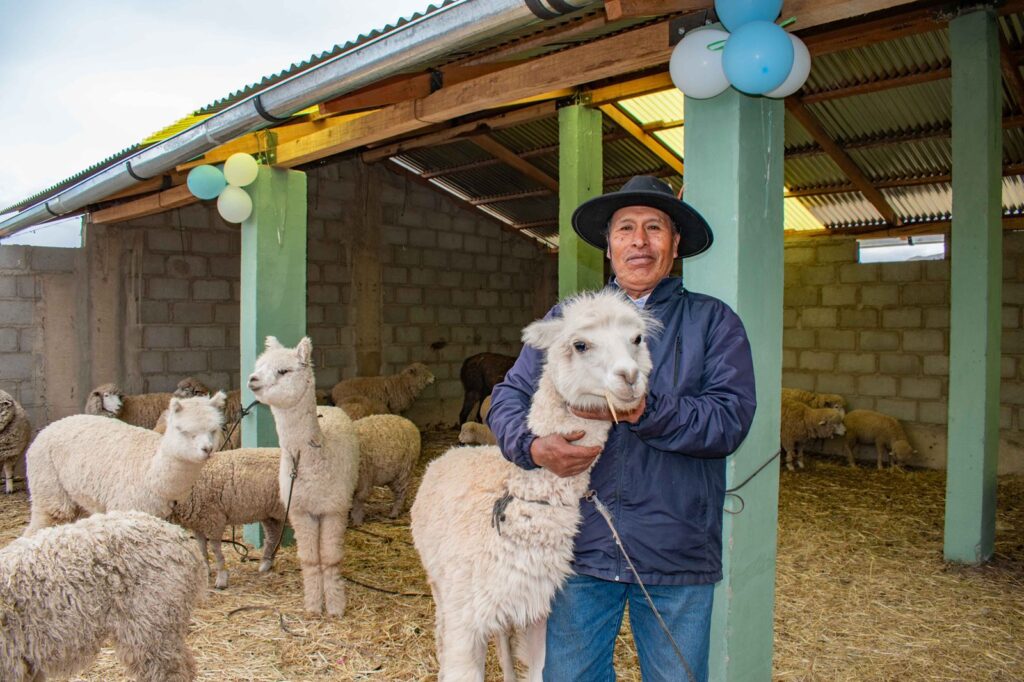 Gobierno ejecuta S/ 326 millones para proteger a más de 2 millones de alpacas y ovinos ante heladas Gobierno ejecuta S/ 326 millones para proteger a más de 2 millones de alpacas y ovinos ante heladas