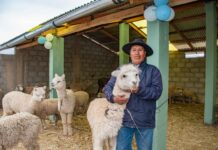 Gobierno ejecuta S/ 326 millones para proteger a más de 2 millones de alpacas y ovinos ante heladas Gobierno ejecuta S/ 326 millones para proteger a más de 2 millones de alpacas y ovinos ante heladas