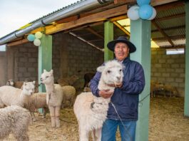 Gobierno ejecuta S/ 326 millones para proteger a más de 2 millones de alpacas y ovinos ante heladas Gobierno ejecuta S/ 326 millones para proteger a más de 2 millones de alpacas y ovinos ante heladas