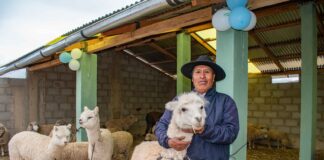 Gobierno ejecuta S/ 326 millones para proteger a más de 2 millones de alpacas y ovinos ante heladas Gobierno ejecuta S/ 326 millones para proteger a más de 2 millones de alpacas y ovinos ante heladas