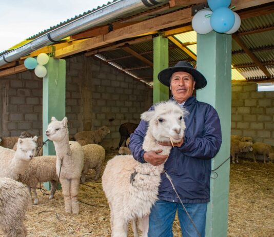 Gobierno ejecuta S/ 326 millones para proteger a más de 2 millones de alpacas y ovinos ante heladas Gobierno ejecuta S/ 326 millones para proteger a más de 2 millones de alpacas y ovinos ante heladas