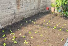Impulsan conversión de residuos orgánicos en abono natural en Huancavelica y San Martín Impulsan conversión de residuos orgánicos en abono natural en Huancavelica y San Martín