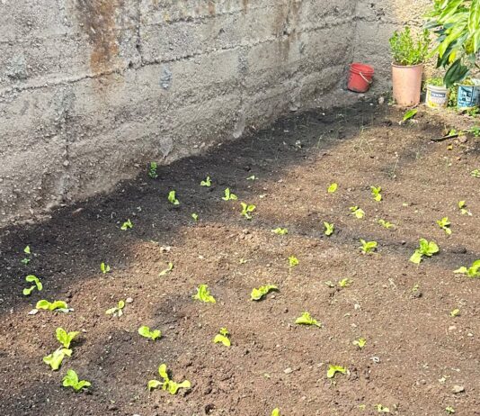 Impulsan conversión de residuos orgánicos en abono natural en Huancavelica y San Martín Impulsan conversión de residuos orgánicos en abono natural en Huancavelica y San Martín