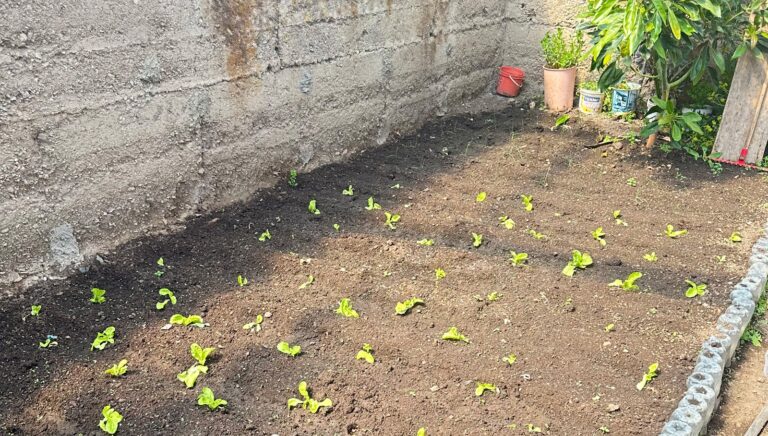 Impulsan conversión de residuos orgánicos en abono natural en Huancavelica y San Martín