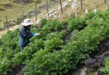 INIA instala parcela en Apurímac para estudiar papa nativa y fortalecer su conservación INIA instala parcela en Apurímac para estudiar papa nativa y fortalecer su conservación