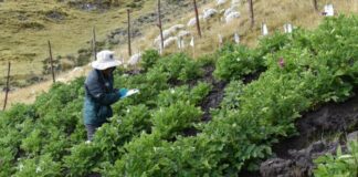 INIA instala parcela en Apurímac para estudiar papa nativa y fortalecer su conservación INIA instala parcela en Apurímac para estudiar papa nativa y fortalecer su conservación