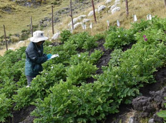 INIA instala parcela en Apurímac para estudiar papa nativa y fortalecer su conservación INIA instala parcela en Apurímac para estudiar papa nativa y fortalecer su conservación