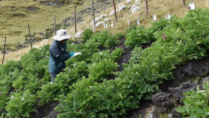 INIA instala parcela en Apurímac para estudiar papa nativa y fortalecer su conservación