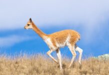 Perú lidera debate internacional sobre camélidos sudamericanos y fibra de alpaca Perú lidera debate internacional sobre camélidos sudamericanos y fibra de alpaca
