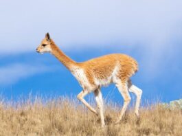 Perú lidera debate internacional sobre camélidos sudamericanos y fibra de alpaca Perú lidera debate internacional sobre camélidos sudamericanos y fibra de alpaca
