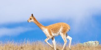 Perú lidera debate internacional sobre camélidos sudamericanos y fibra de alpaca Perú lidera debate internacional sobre camélidos sudamericanos y fibra de alpaca