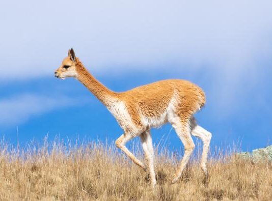 Perú lidera debate internacional sobre camélidos sudamericanos y fibra de alpaca Perú lidera debate internacional sobre camélidos sudamericanos y fibra de alpaca