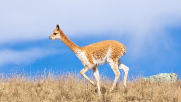 Perú lidera debate internacional sobre camélidos sudamericanos y fibra de alpaca
