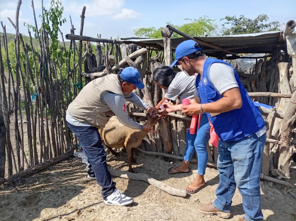 Desparasitan cerca de 100 ovinos y caprinos en Las Lomas para prevenir enfermedades parasitarias Desparasitan cerca de 100 ovinos y caprinos en Las Lomas para prevenir enfermedades parasitarias