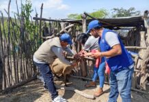 Desparasitan cerca de 100 ovinos y caprinos en Las Lomas para prevenir enfermedades parasitarias Desparasitan cerca de 100 ovinos y caprinos en Las Lomas para prevenir enfermedades parasitarias
