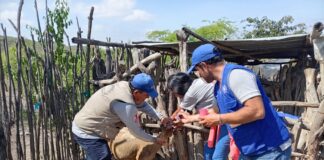 Desparasitan cerca de 100 ovinos y caprinos en Las Lomas para prevenir enfermedades parasitarias Desparasitan cerca de 100 ovinos y caprinos en Las Lomas para prevenir enfermedades parasitarias