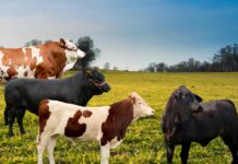 INIA recibe autorización para producción de material genético de ganado bovino INIA recibe autorización para producción de material genético de ganado bovino