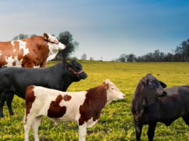 INIA recibe autorización para producción de material genético de ganado bovino INIA recibe autorización para producción de material genético de ganado bovino