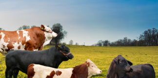 INIA recibe autorización para producción de material genético de ganado bovino INIA recibe autorización para producción de material genético de ganado bovino