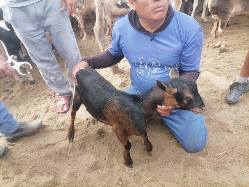 Jornada técnica mejora productividad ganadera en Sechura con 300 animales atendidos