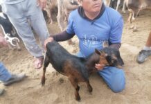 Jornada técnica mejora productividad ganadera en Sechura con 300 animales atendidos Jornada técnica mejora productividad ganadera en Sechura con 300 animales atendidos