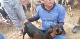 Jornada técnica mejora productividad ganadera en Sechura con 300 animales atendidos Jornada técnica mejora productividad ganadera en Sechura con 300 animales atendidos