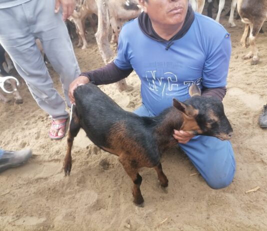 Jornada técnica mejora productividad ganadera en Sechura con 300 animales atendidos Jornada técnica mejora productividad ganadera en Sechura con 300 animales atendidos