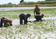 Gobierno impulsa el rendimiento y la competitividad de los arroceros en seis regiones del país Gobierno impulsa el rendimiento y la competitividad de los arroceros en seis regiones del país