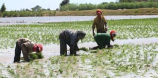 Gobierno impulsa el rendimiento y la competitividad de los arroceros en seis regiones del país Gobierno impulsa el rendimiento y la competitividad de los arroceros en seis regiones del país