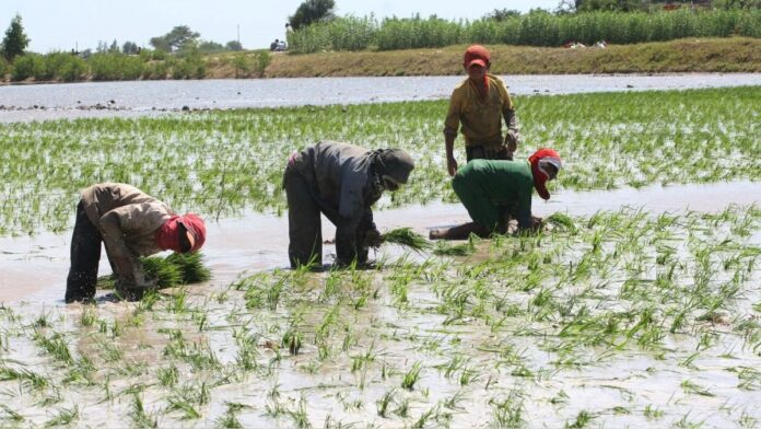 Gobierno impulsa el rendimiento y la competitividad de los arroceros en seis regiones del país