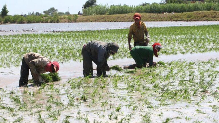 Gobierno impulsa el rendimiento y la competitividad de los arroceros en seis regiones del país