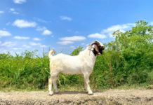 INIA incrementa producción de semen caprino de alta calidad INIA incrementa producción de semen caprino de alta calidad