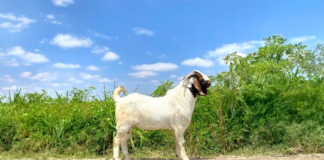 INIA incrementa producción de semen caprino de alta calidad INIA incrementa producción de semen caprino de alta calidad