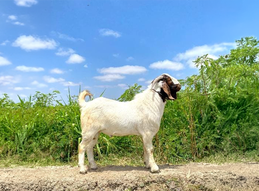INIA incrementa producción de semen caprino de alta calidad INIA incrementa producción de semen caprino de alta calidad