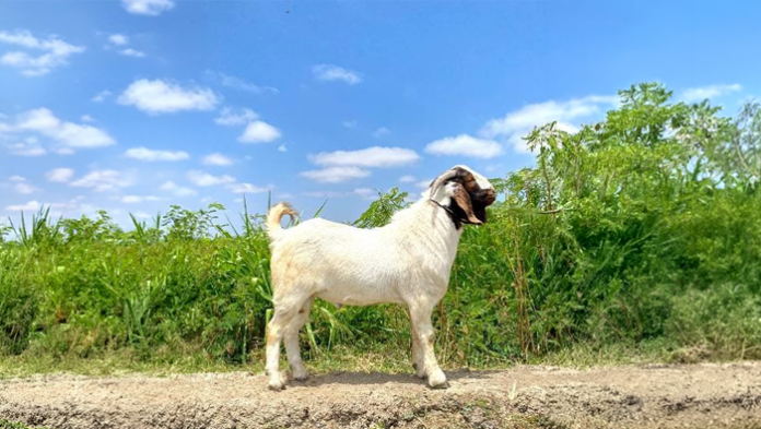 INIA incrementa producción de semen caprino de alta calidad