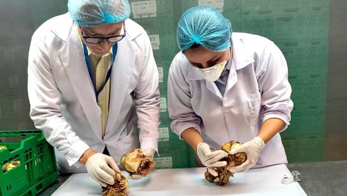 Perú concreta primera exportación de amaryllis a Estados Unidos