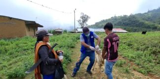 Piura: más de 400 ovinos reciben atención sanitaria en Huarmaca Piura: más de 400 ovinos reciben atención sanitaria en Huarmaca