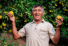 Midagri cofinancia más de S/ 911 mil para fortalecer cadenas de naranja y limón Midagri cofinancia más de S/ 911 mil para fortalecer cadenas de naranja y limón en el Perú