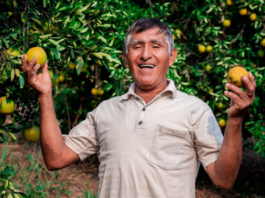 Midagri cofinancia más de S/ 911 mil para fortalecer cadenas de naranja y limón Midagri cofinancia más de S/ 911 mil para fortalecer cadenas de naranja y limón en el Perú