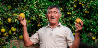Midagri cofinancia más de S/ 911 mil para fortalecer cadenas de naranja y limón Midagri cofinancia más de S/ 911 mil para fortalecer cadenas de naranja y limón en el Perú