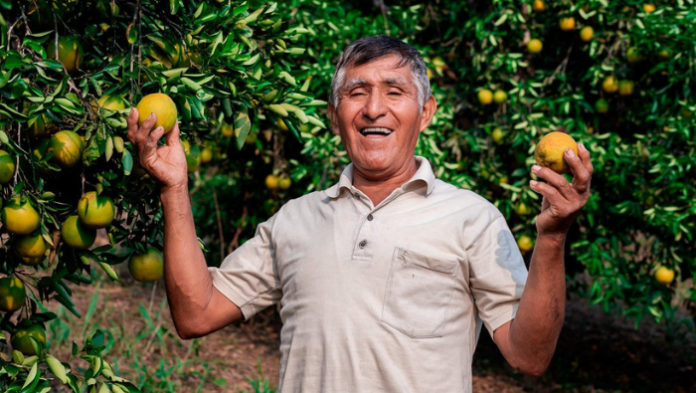 Midagri cofinancia más de S/ 911 mil para fortalecer cadenas de naranja y limón en el Perú