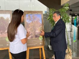 Perú: lanzan registro oficial de árboles patrimoniales para su conservación Perú: lanzan registro oficial de árboles patrimoniales para su conservación