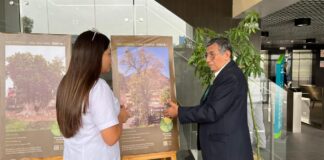 Perú: lanzan registro oficial de árboles patrimoniales para su conservación Perú: lanzan registro oficial de árboles patrimoniales para su conservación